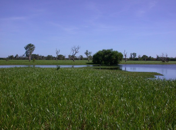 Yellow Waters Billabong